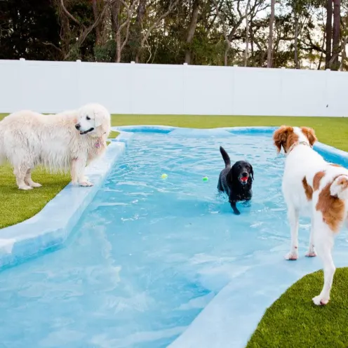 Three dogs playing in a bone shaped swimming pool for dogs at Island Animal Hospital